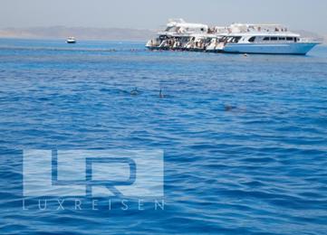 Delfin Ausflug mit privatem Schnellboot & Schnorcheln photo